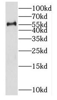 FUT11 Antibody