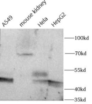 FUT8 Antibody