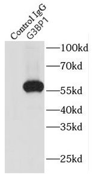 G3BP1 Antibody