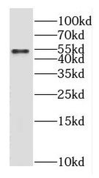 GABRG1 Antibody
