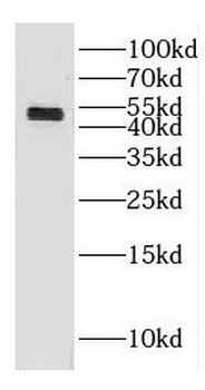 GAL3ST3 Antibody