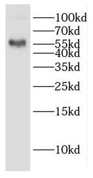 GAL3ST4 Antibody