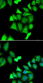 GALE Antibody