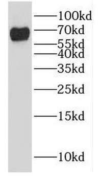 GALNT4 Antibody