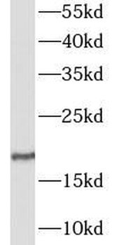 GALP Antibody
