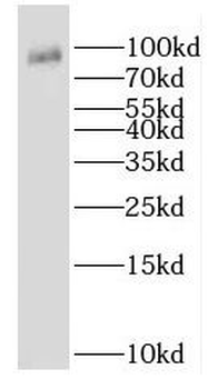AP1G1 Antibody