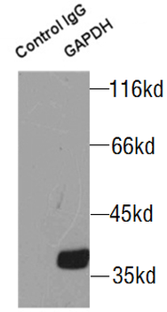 GAPDH Antibody