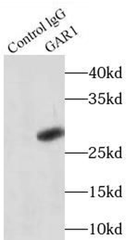 GAR1 Antibody