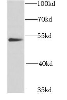 GATA2 Rabbit Polyclonal Antibody