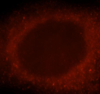 GBP1 Antibody