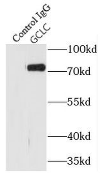 GCLC Antibody