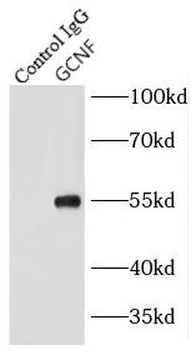 NR6A1 Antibody