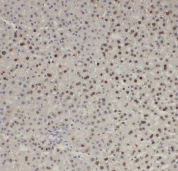 MYZAP Rabbit Polyclonal Antibody