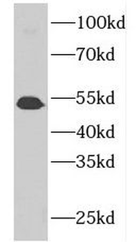 GDPD5 Antibody
