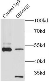 GEMIN8 Antibody