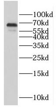 GFI1 Antibody
