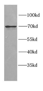 GGA2 Antibody