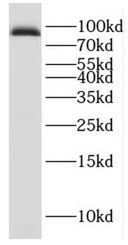 GGT7 Antibody