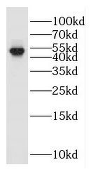 GKAP1 Rabbit Polyclonal Antibody