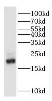GKN2 Antibody