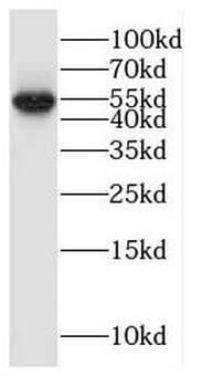 GLRA3 Antibody