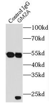 GM2A Antibody