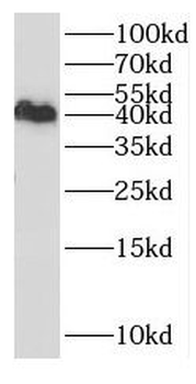 GMDS Antibody