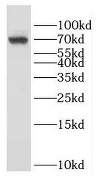 GMEB2 Antibody