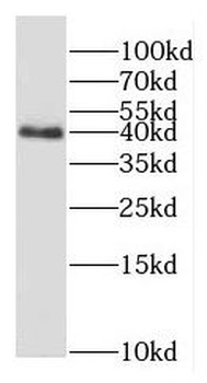 GNAI1 Antibody