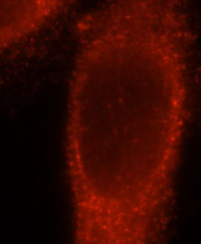 GNAI2 Antibody