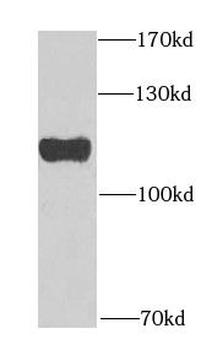 GNE Antibody