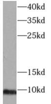 GNG4 Antibody