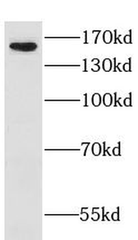 GOLGA3 Antibody