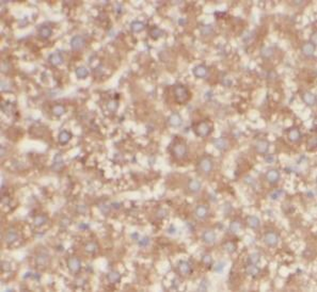 GOSR2 Mouse Monoclonal Antibody