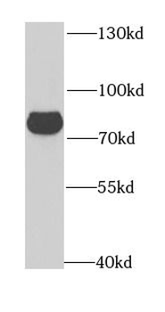 GPD2 Antibody