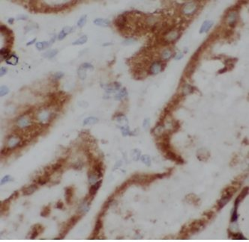 GPR132 Rabbit Polyclonal Antibody
