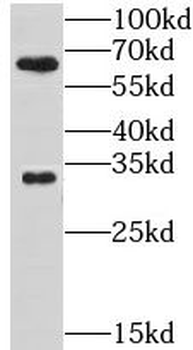 GPR162 Antibody