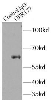 WLS Antibody