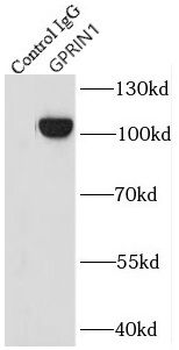 GPRIN1 Antibody