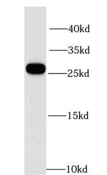 GPX4 Antibody