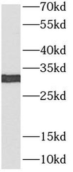 GZMA Rabbit Polyclonal Antibody