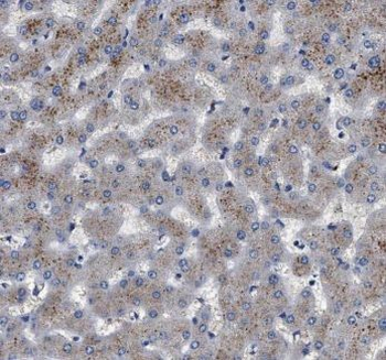 GRB10 Rabbit Polyclonal Antibody