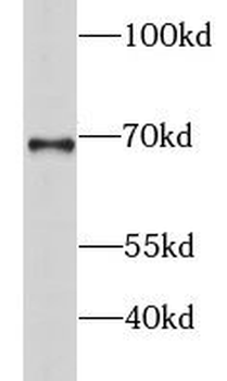 GSPT2 Antibody