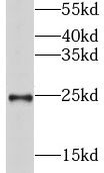 GSTA3 Antibody