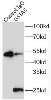 GSTA3 Rabbit Polyclonal Antibody
