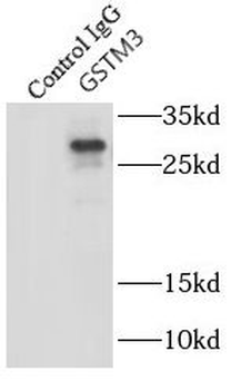 GSTM3 Rabbit Polyclonal Antibody