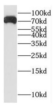 GTF2F1 Antibody