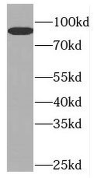 GTF3C4 Antibody