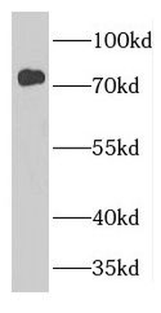 GTPBP4 Antibody