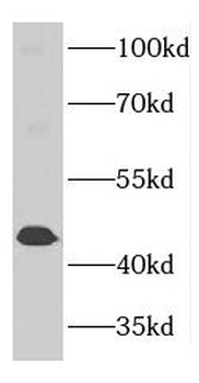 MTG2 Antibody